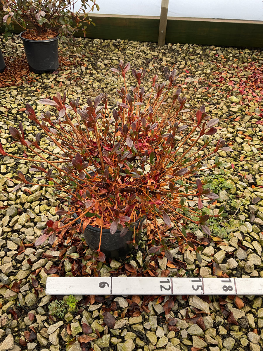 Azalea x 'Karen' — 19CM