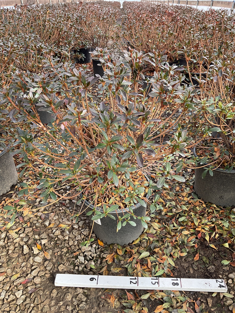 Azalea x 'Karen' — G3 15