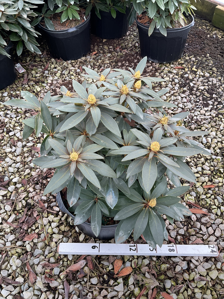Rhododendron chionoides 'Chionoides' — G5 18
