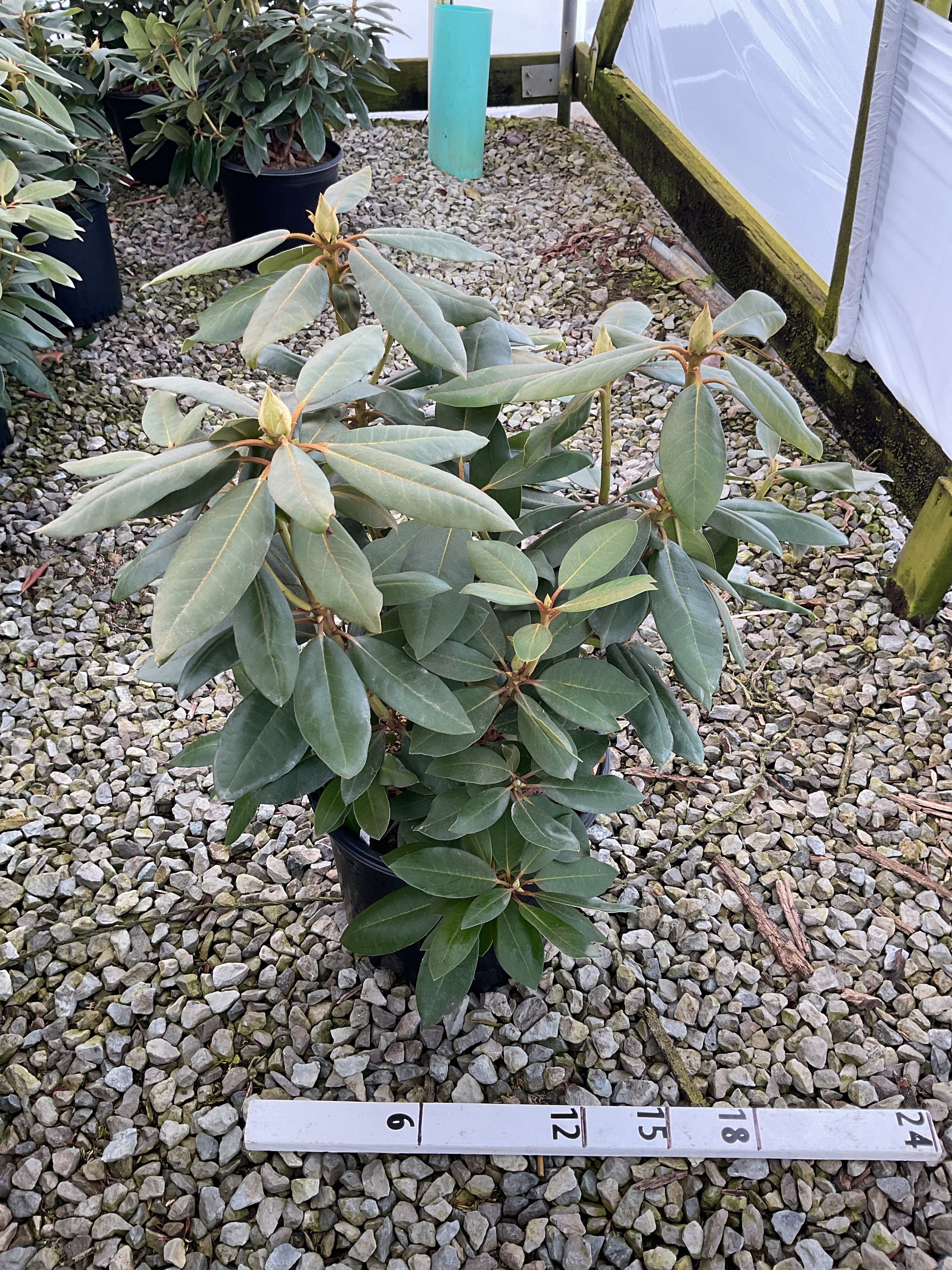 Rhododendron roseum 'Roseum Elegans'