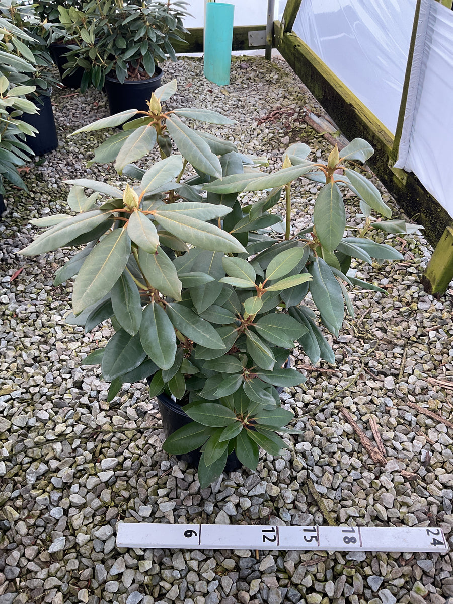 Rhododendron roseum 'Roseum Elegans' — G3 15