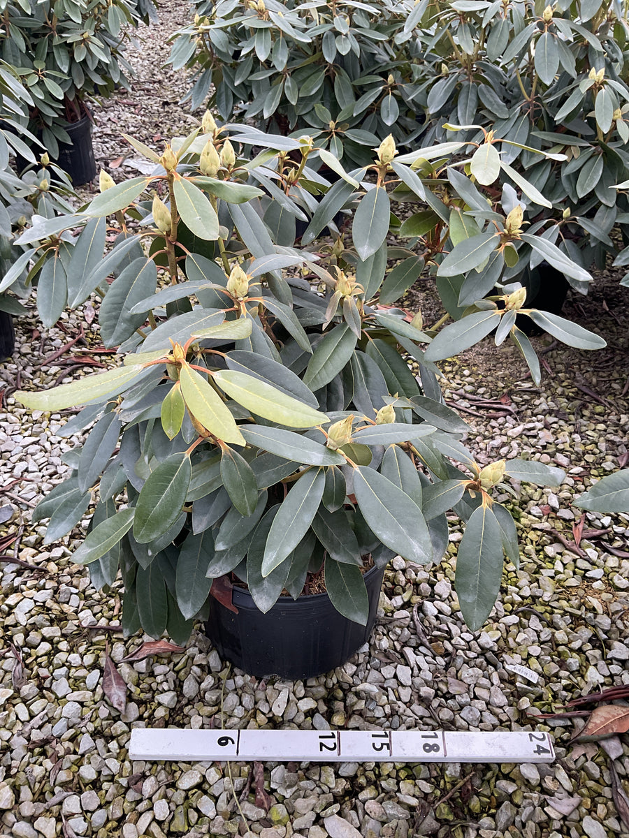 Rhododendron lees 'Lee's Dark Purple' — G5 18-24