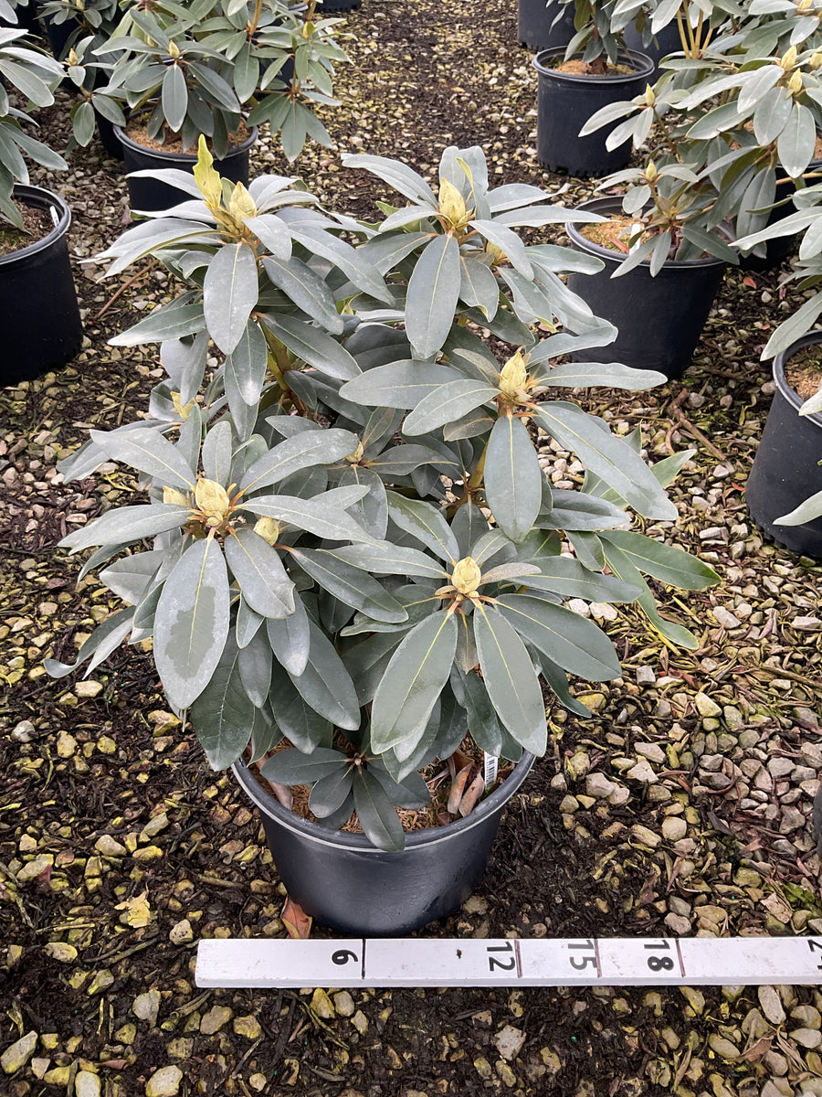 Rhododendron purpureum 'Elegans' — G3 15