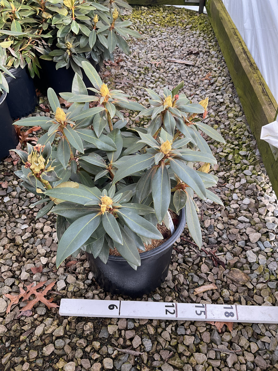 Rhododendron chionoides 'Chionoides' — G3 15