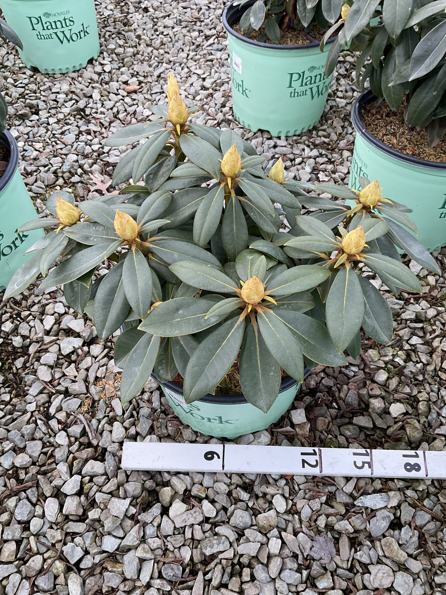 Rhododendron 'Holdens Fuchsia' — G3 15