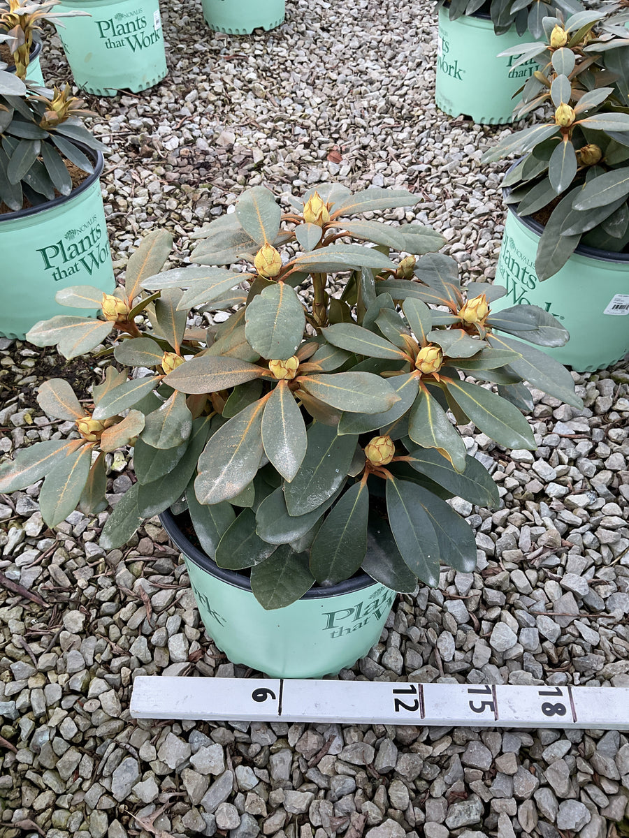 Rhododendron holdens 'Red' — G3 15
