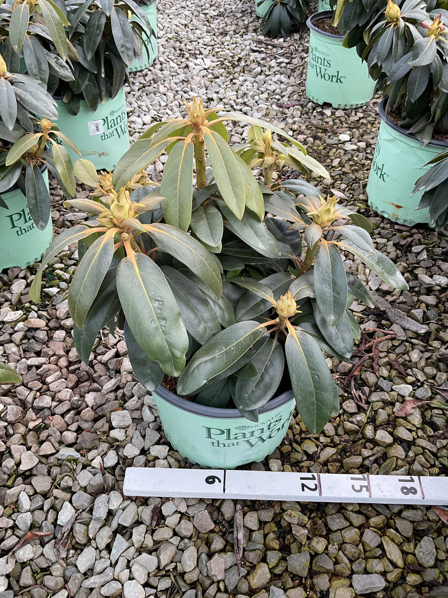 Rhododendron 'Holdens Peach' — G3 PTW
