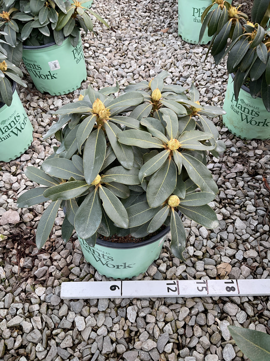 Rhododendron 'Holdens Pink' — G3 15