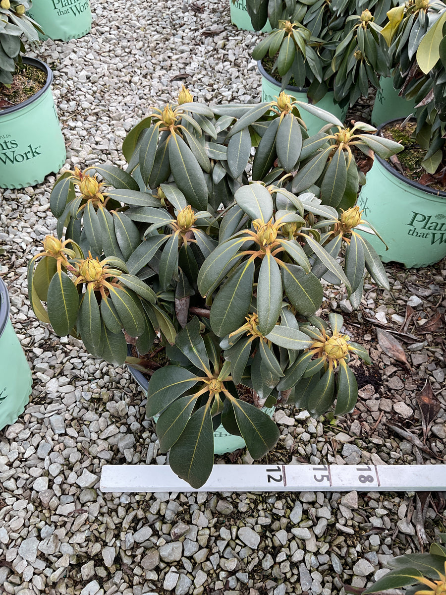 Rhododendron 'Holdens Pink Flare' — G3 15