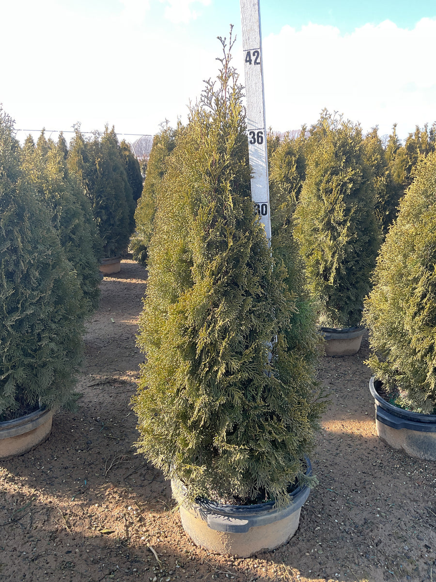 Thuja occidentalis 'Smaragd' — G7 36