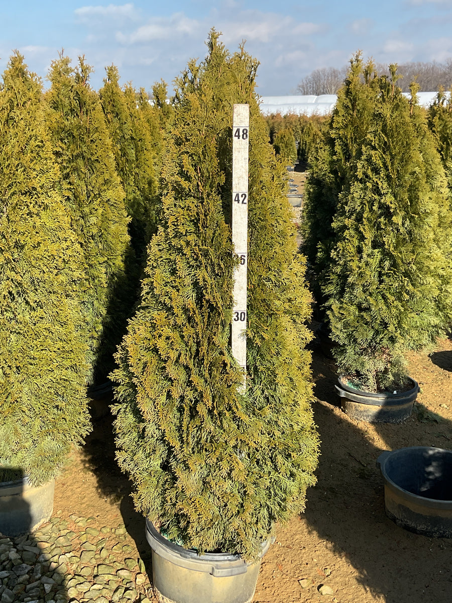 Thuja occidentalis 'Smaragd' — G7 48
