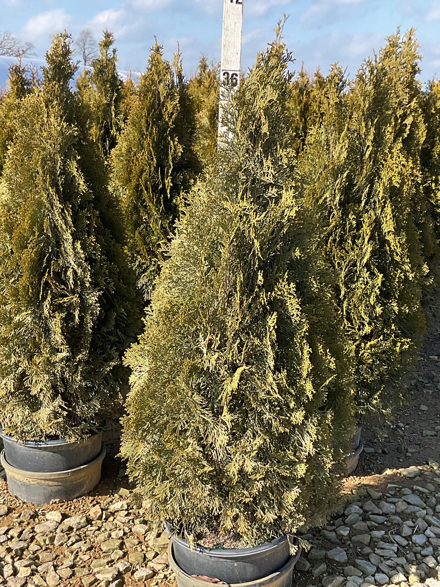 Thuja occidentalis 'Smaragd' — G3 36