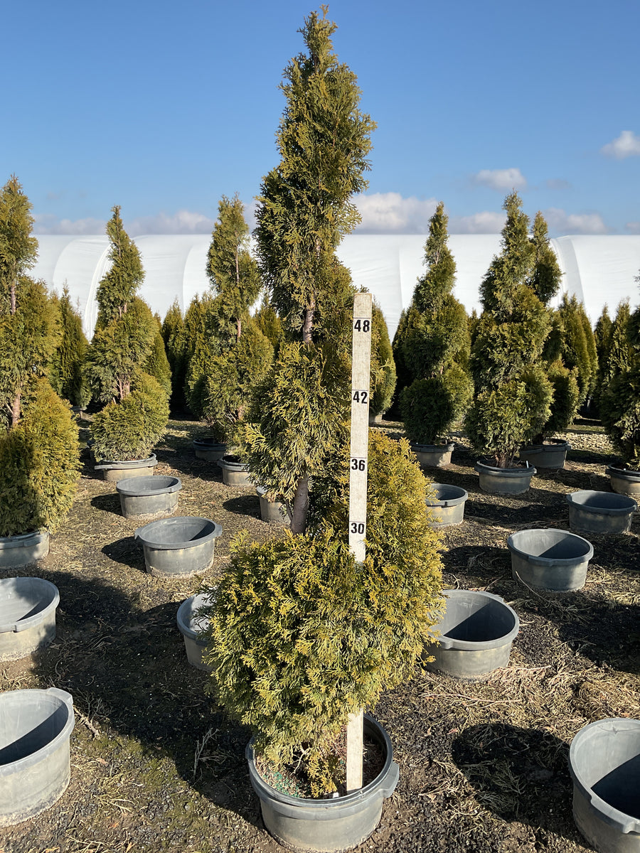 Thuja occidentalis 'Smaragd' — G7 SPIRAL