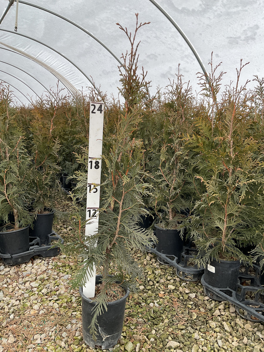 Thuja plicata 'Green Giant' — G1 24