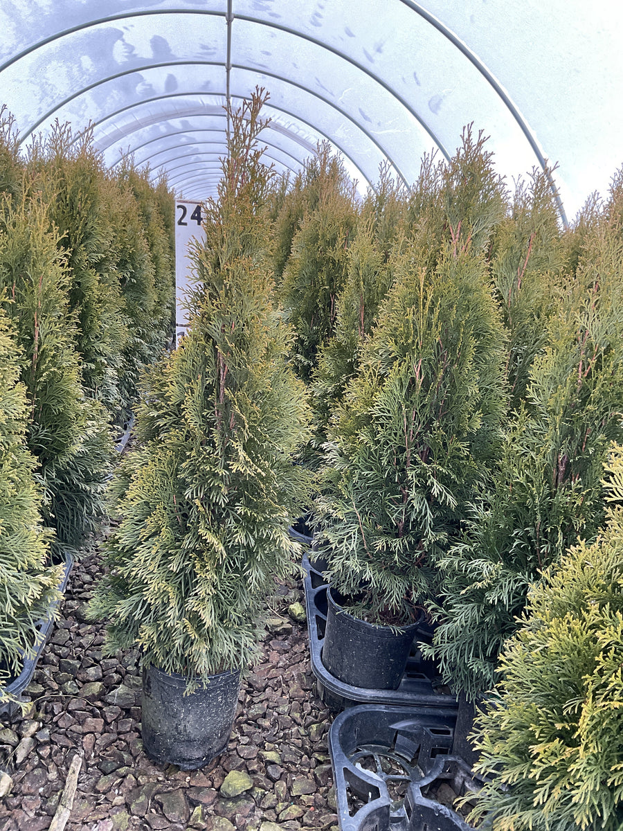 Thuja occidentalis 'Smaragd' — G1 24
