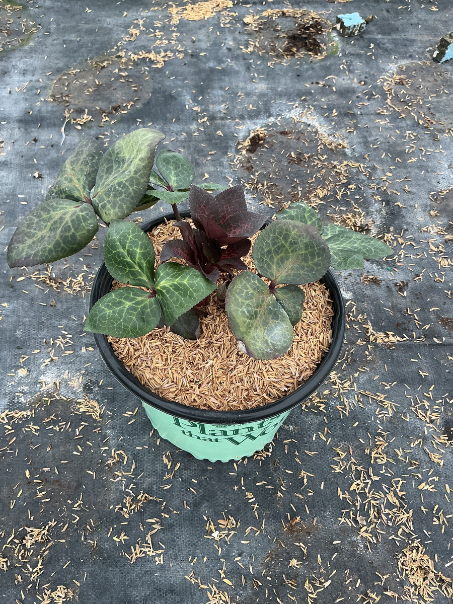 Helleborus pennys 'Pink' — 19CM PTW