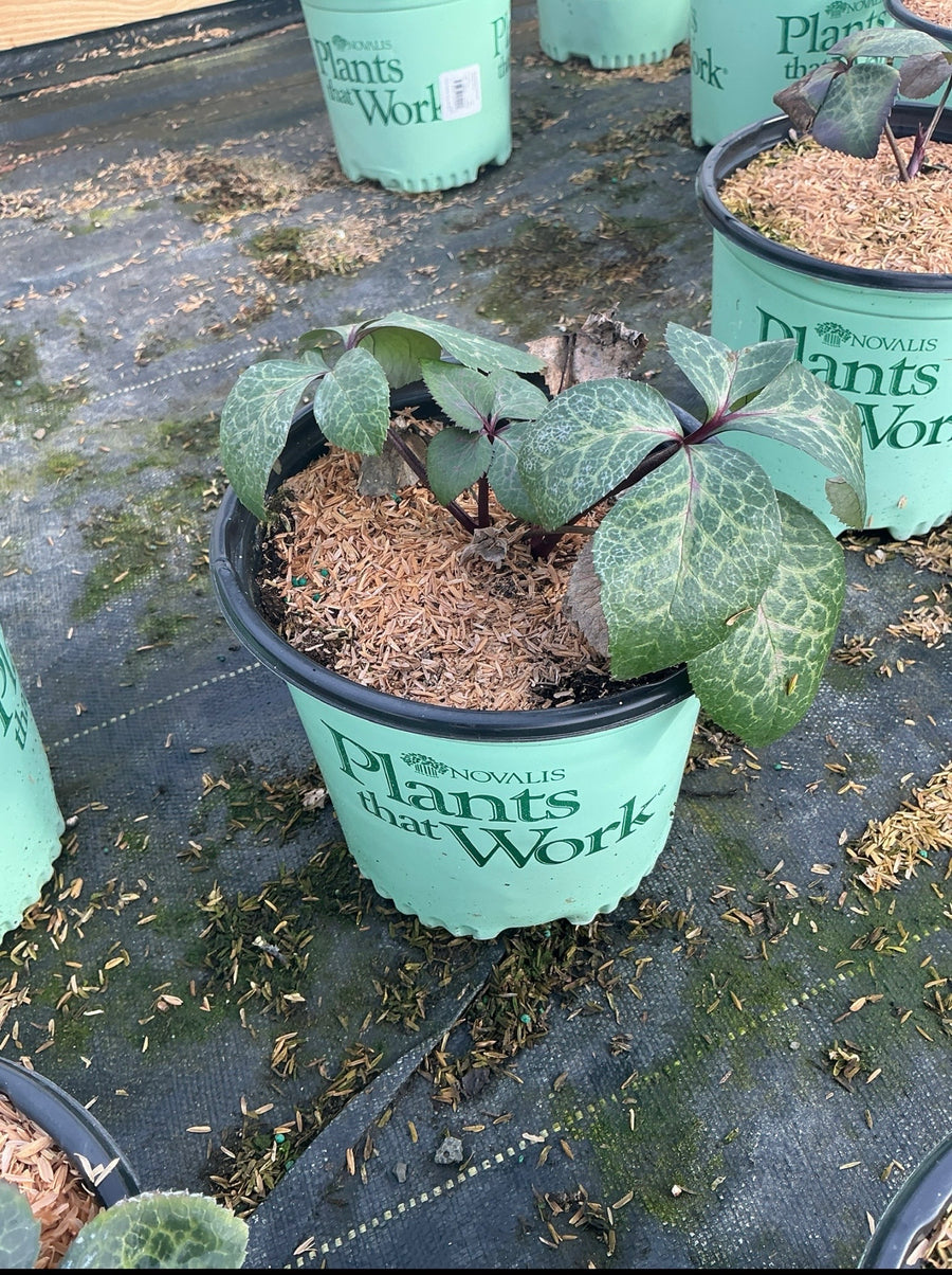 Helleborus 'Frostkiss Pippas Purple' — 19CM PTW