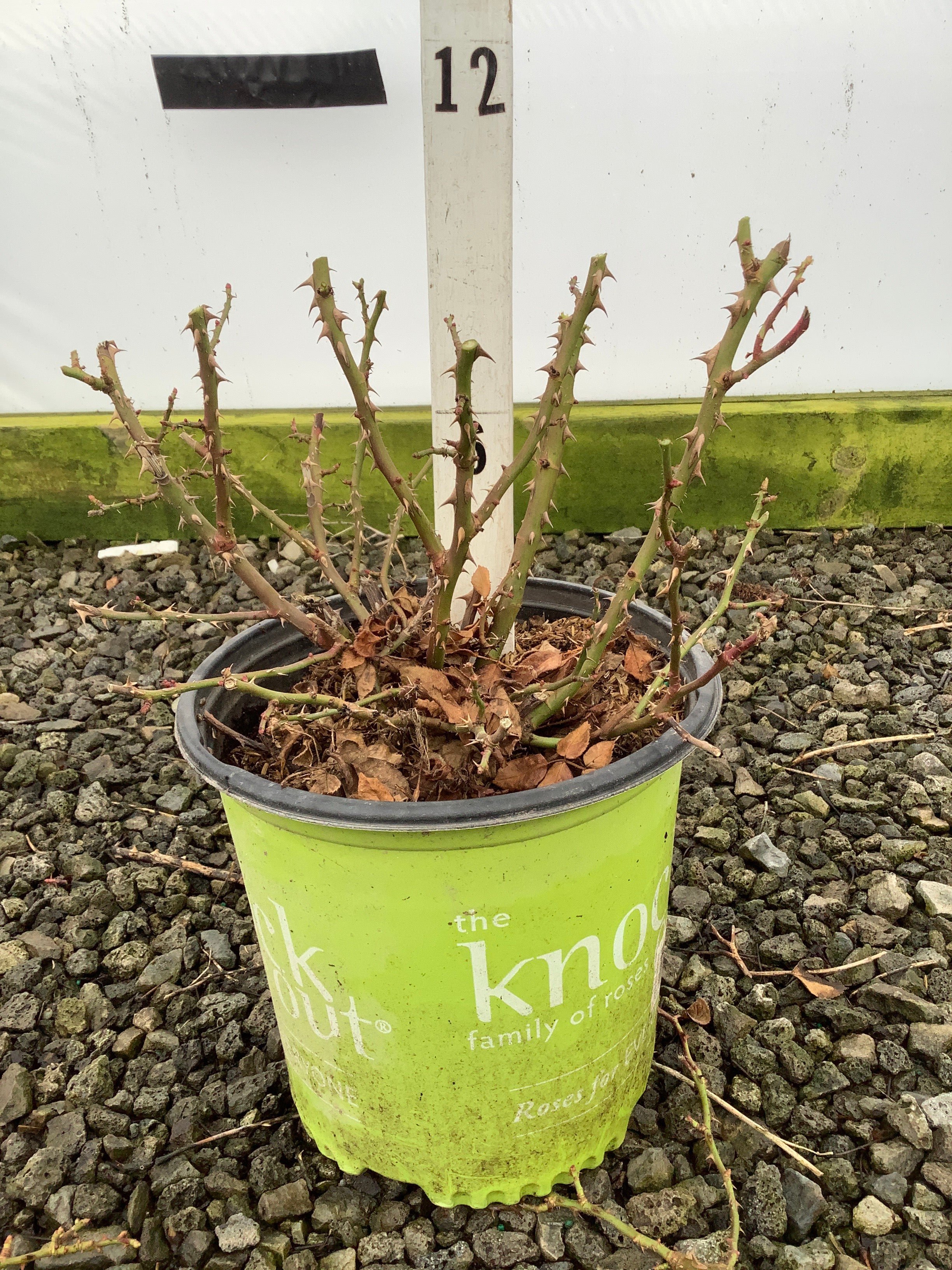 Kelly's Corner Collection · Willoway Nurseries