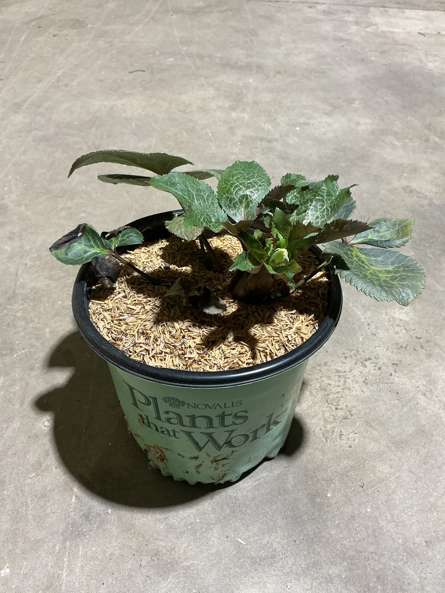 Helleborus 'Frostkiss Mollys White' — 19CM PTW