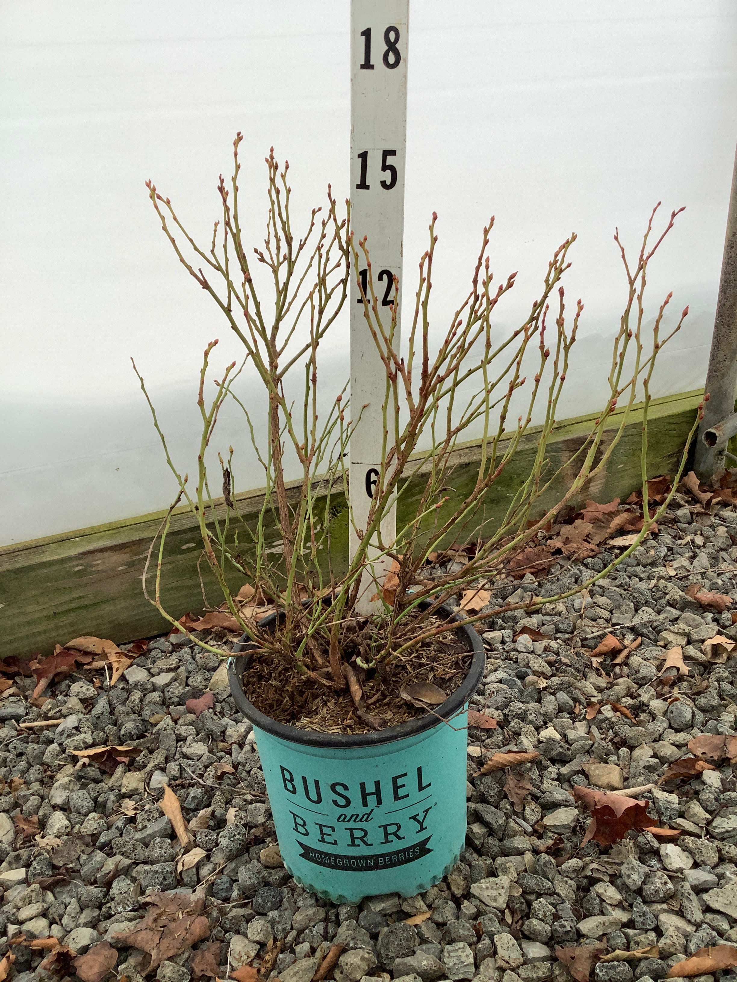 Vaccinium x 'Jelly Bean'