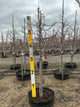 Malus sargentii