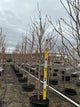 Prunus serrulata 'Kwanzan'