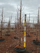 Metasequoia glyptostroboides
