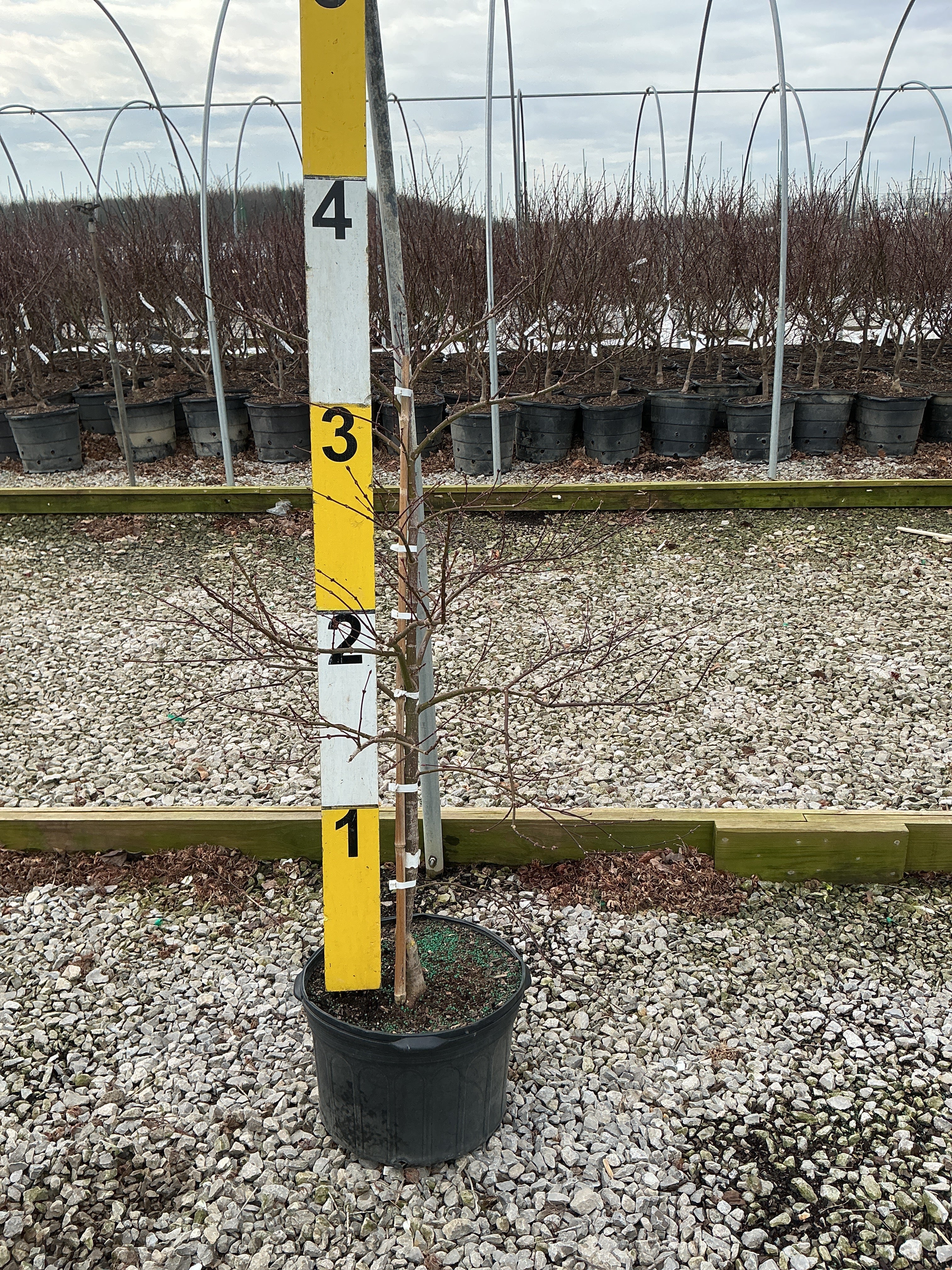 Kelly's Corner Collection · Willoway Nurseries