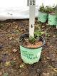 Rubus fruticosus 'Chester'