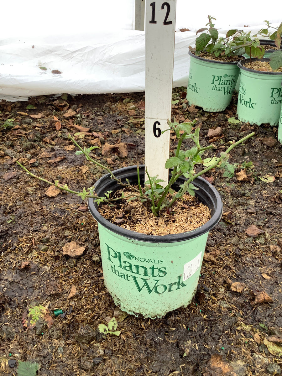 Rubus fruticosus 'Chester' — 19CM 12