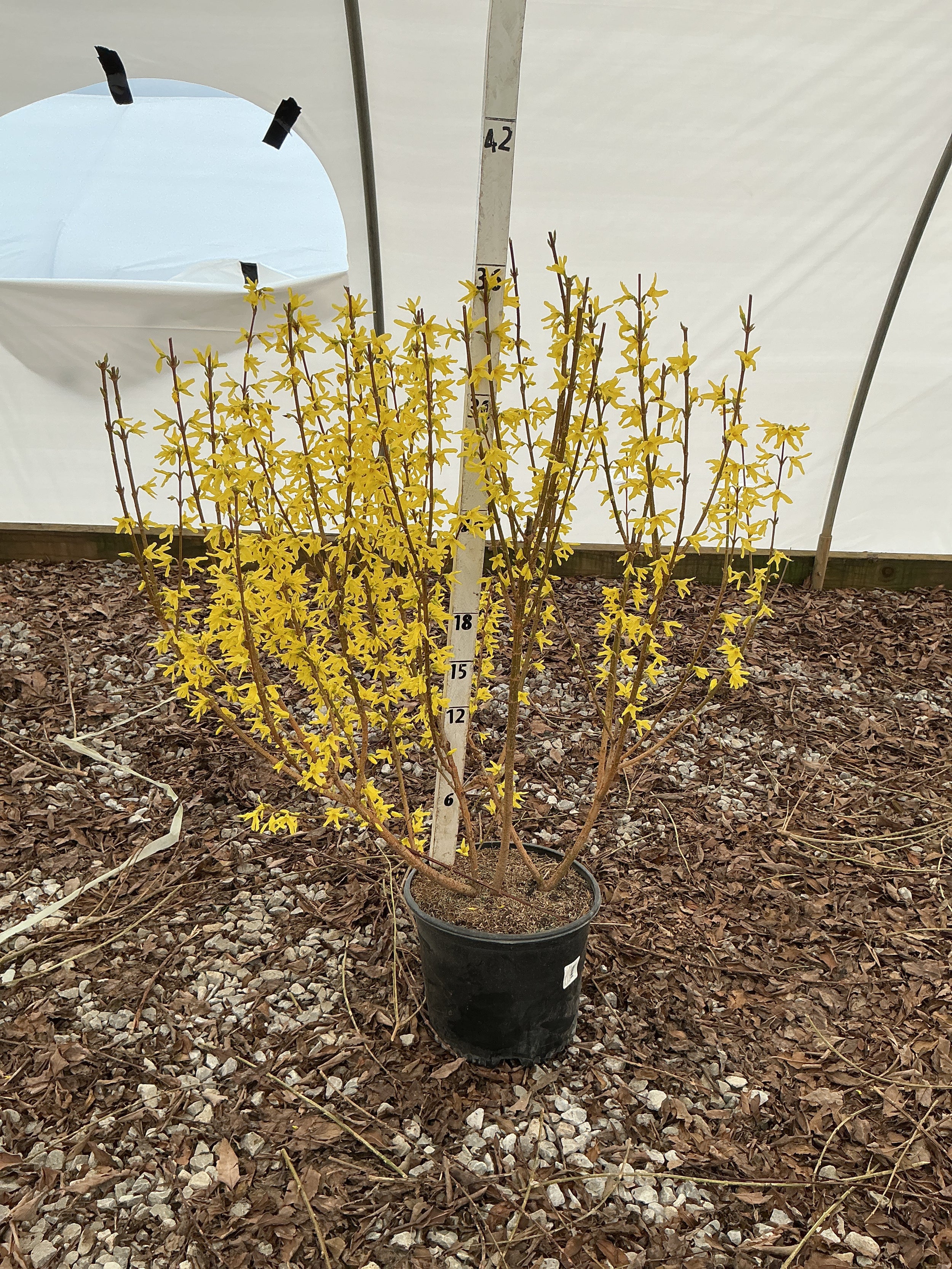 Forsythia x 'Lynwood Gold'