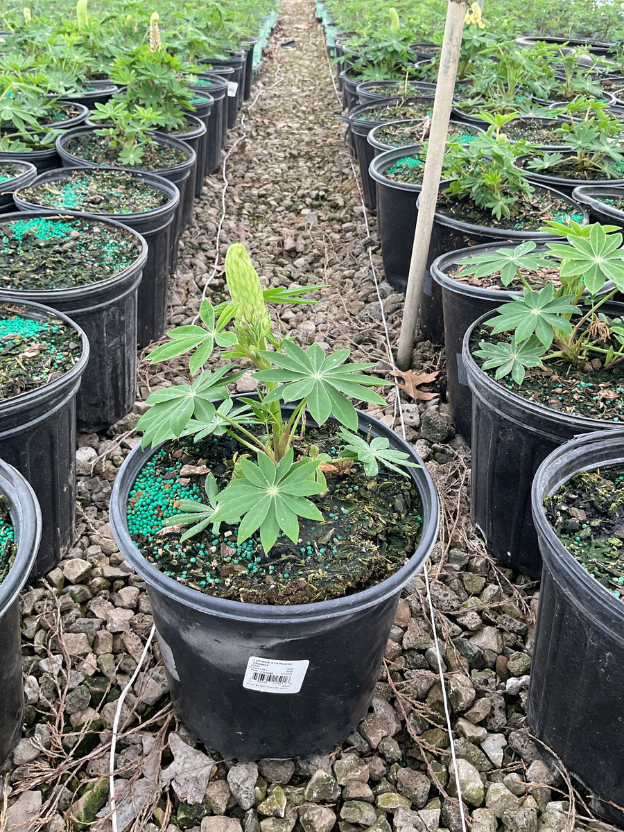 Lupinus 'Staircase Orange' — PF600 MP