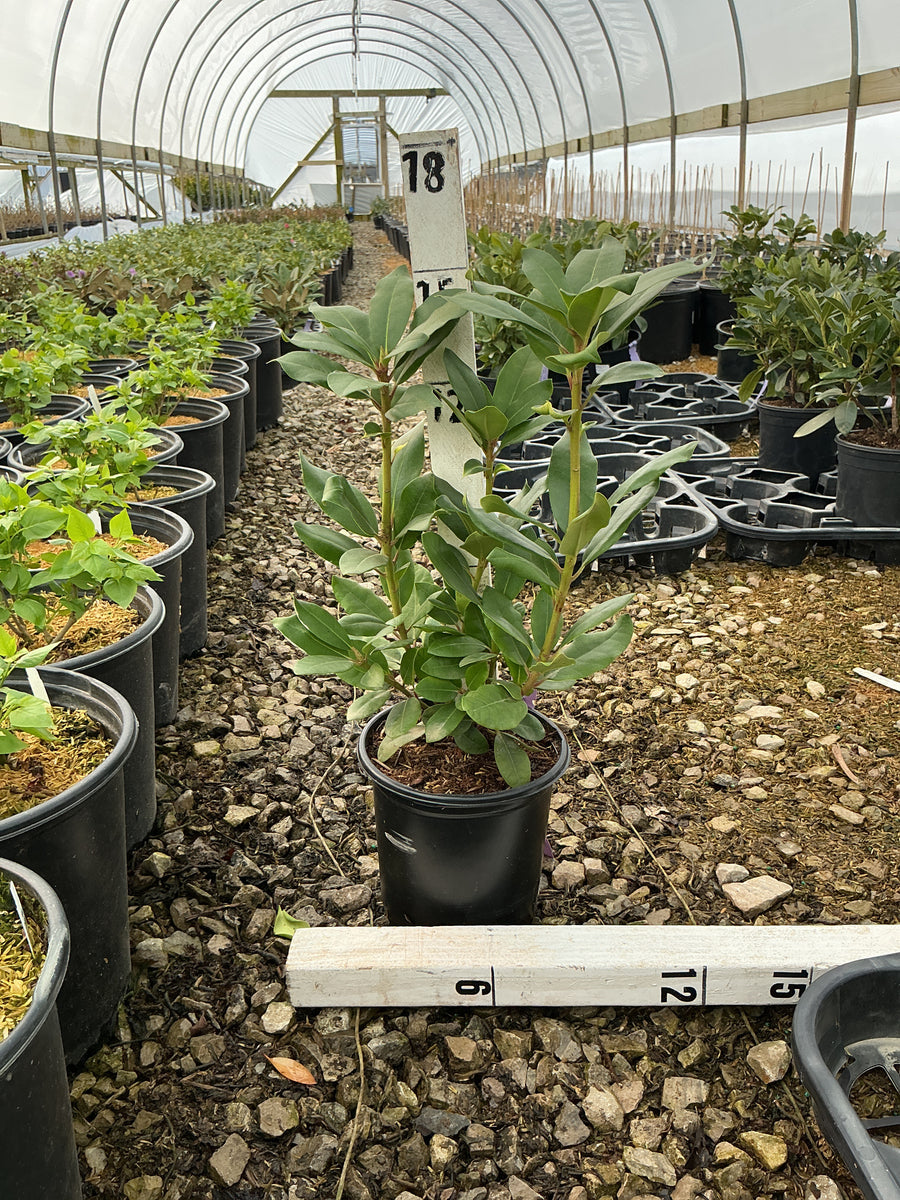 Rhododendron 'English Roseum' — G1 6