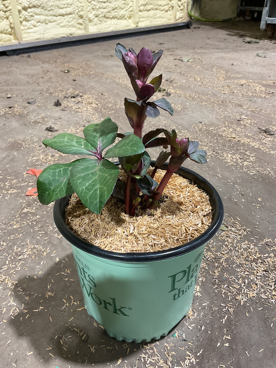 Helleborus vibey 'Velvet' — 19CM PTW