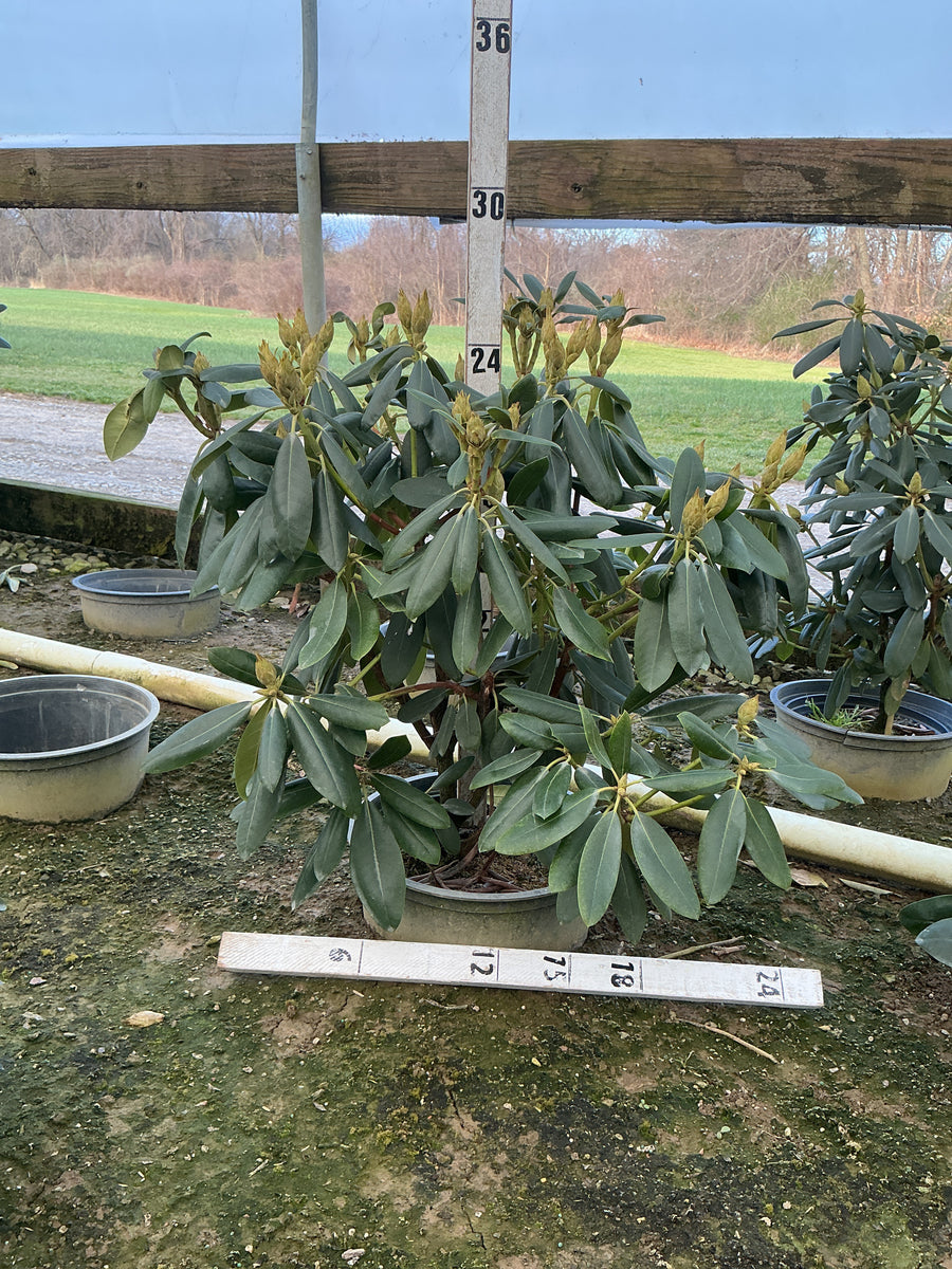 Rhododendron 'English Roseum' — G3 15