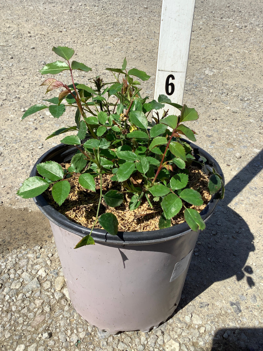 Rosa Scarlet Drift® ('Meidelvega') — G2