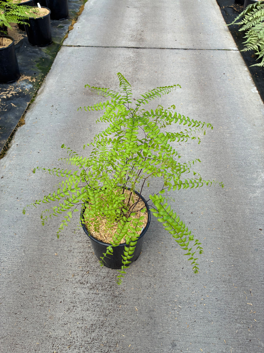 Adiantum 'Five Finger Maidenhair' — 19CM