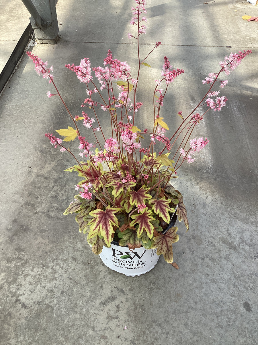 Heucherella 'Eye Spy' — 19CM PW