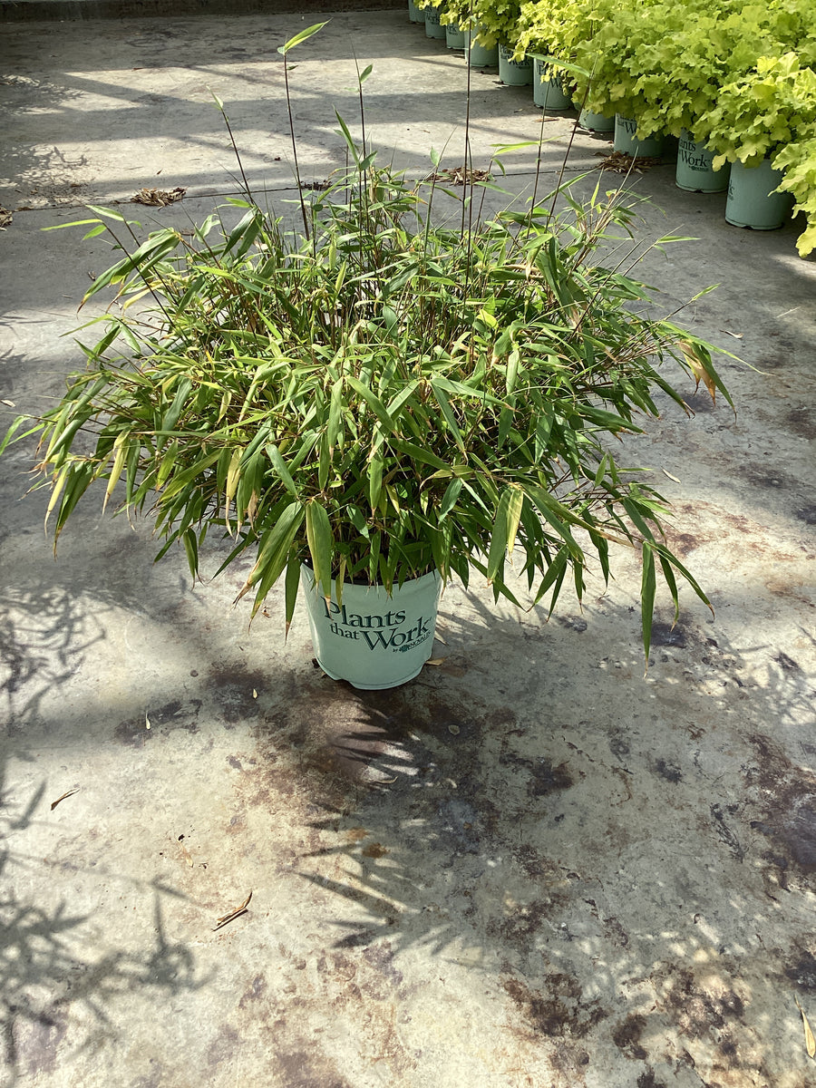 Fargesia rufa 'Rufa' — G1 PTW