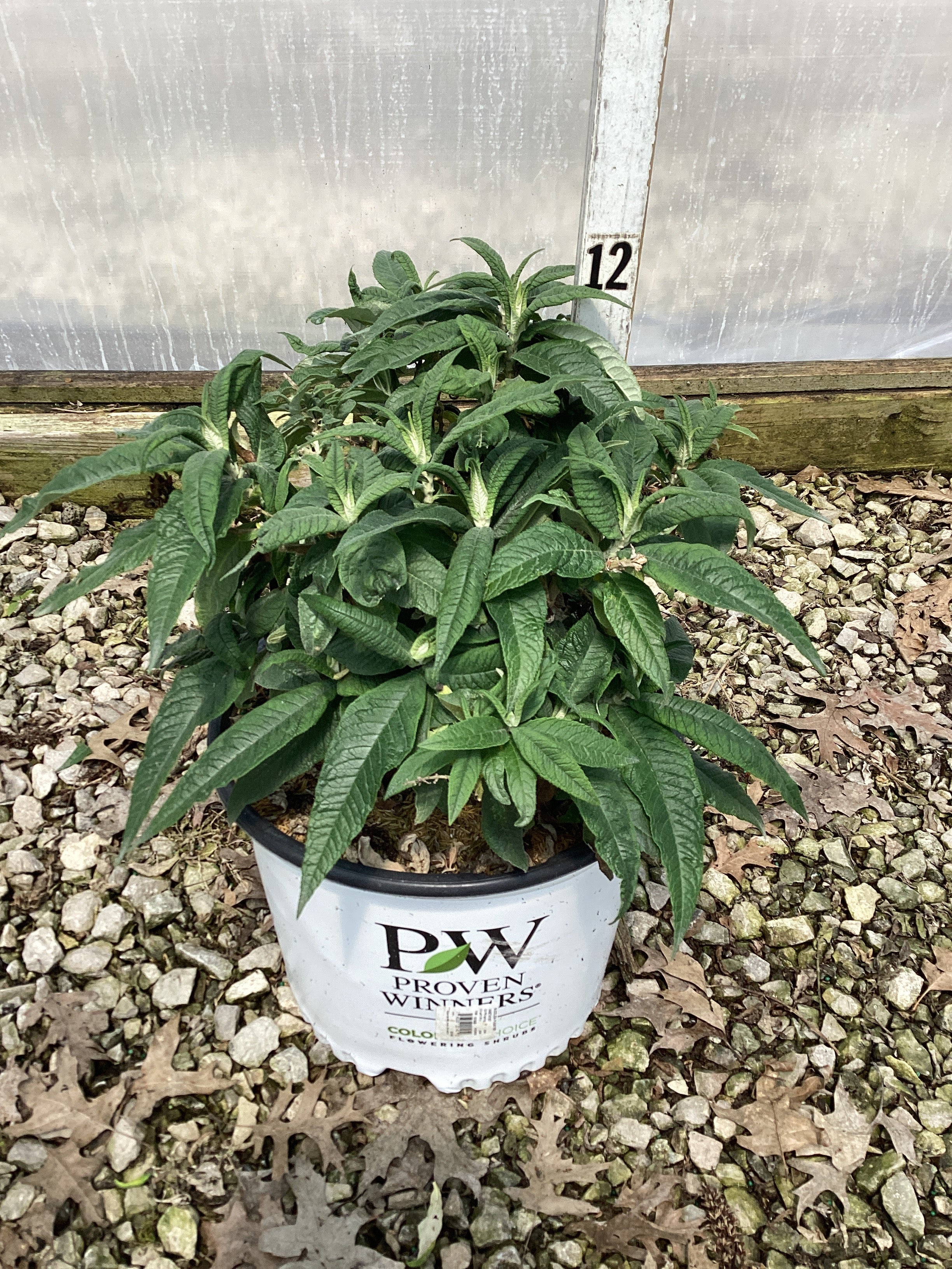 Buddleia 'Pugster Amethyst'
