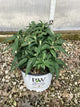 Buddleia 'Pugster Amethyst'