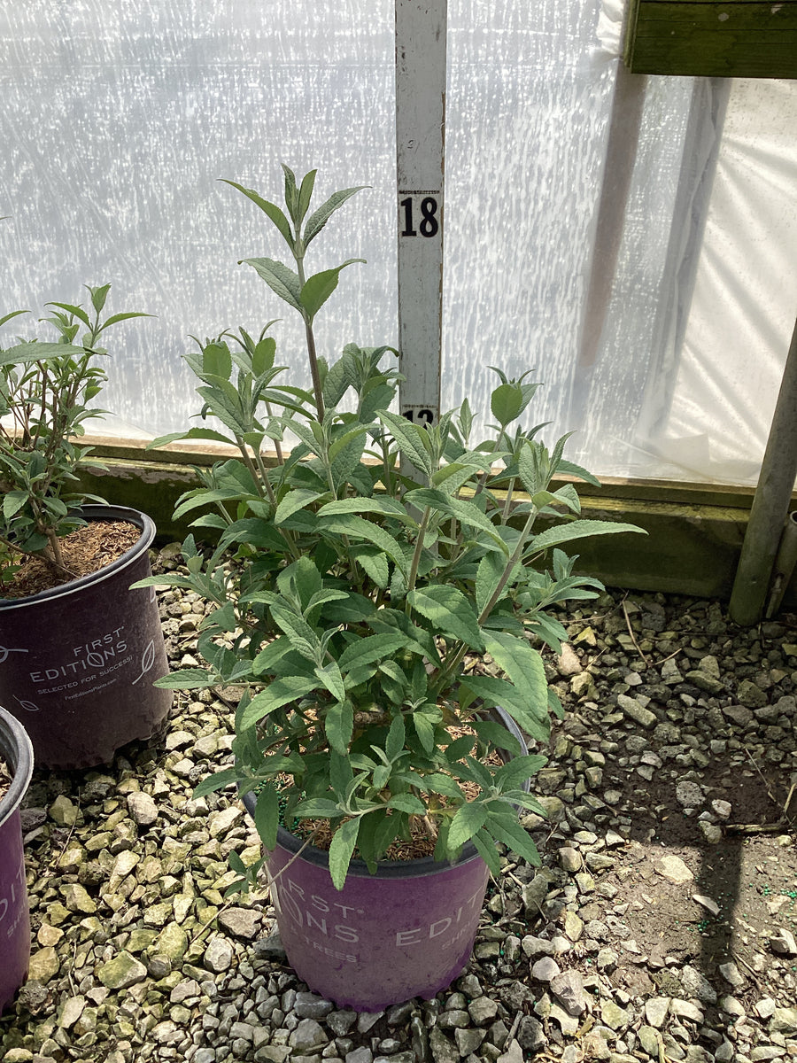 Buddleia psychedelic 'Sky' — G2 FE