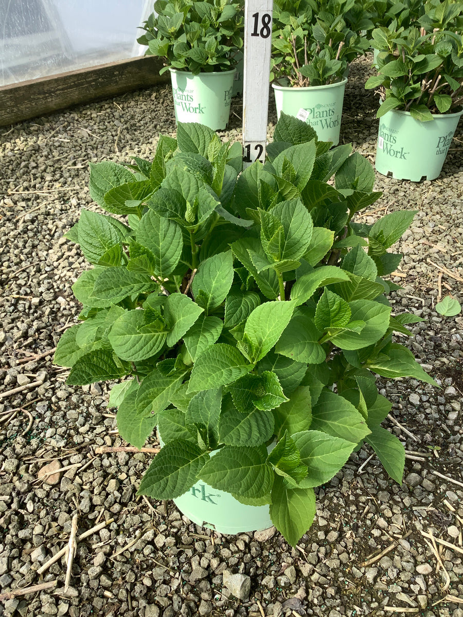 Hydrangea macrophylla 'Grape Explosion' — G3 PTW