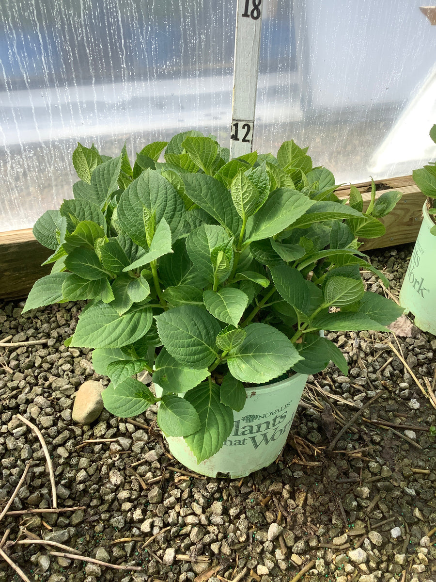 Hydrangea macrophylla 'Cherry Explosion' — G3 PTW