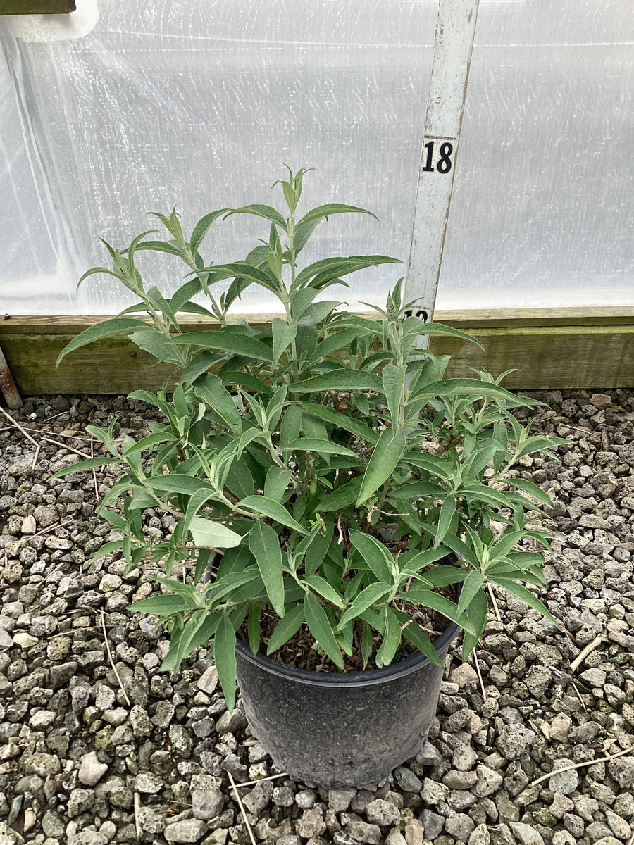 Buddleia 'Buzz Sky Blue' — G3