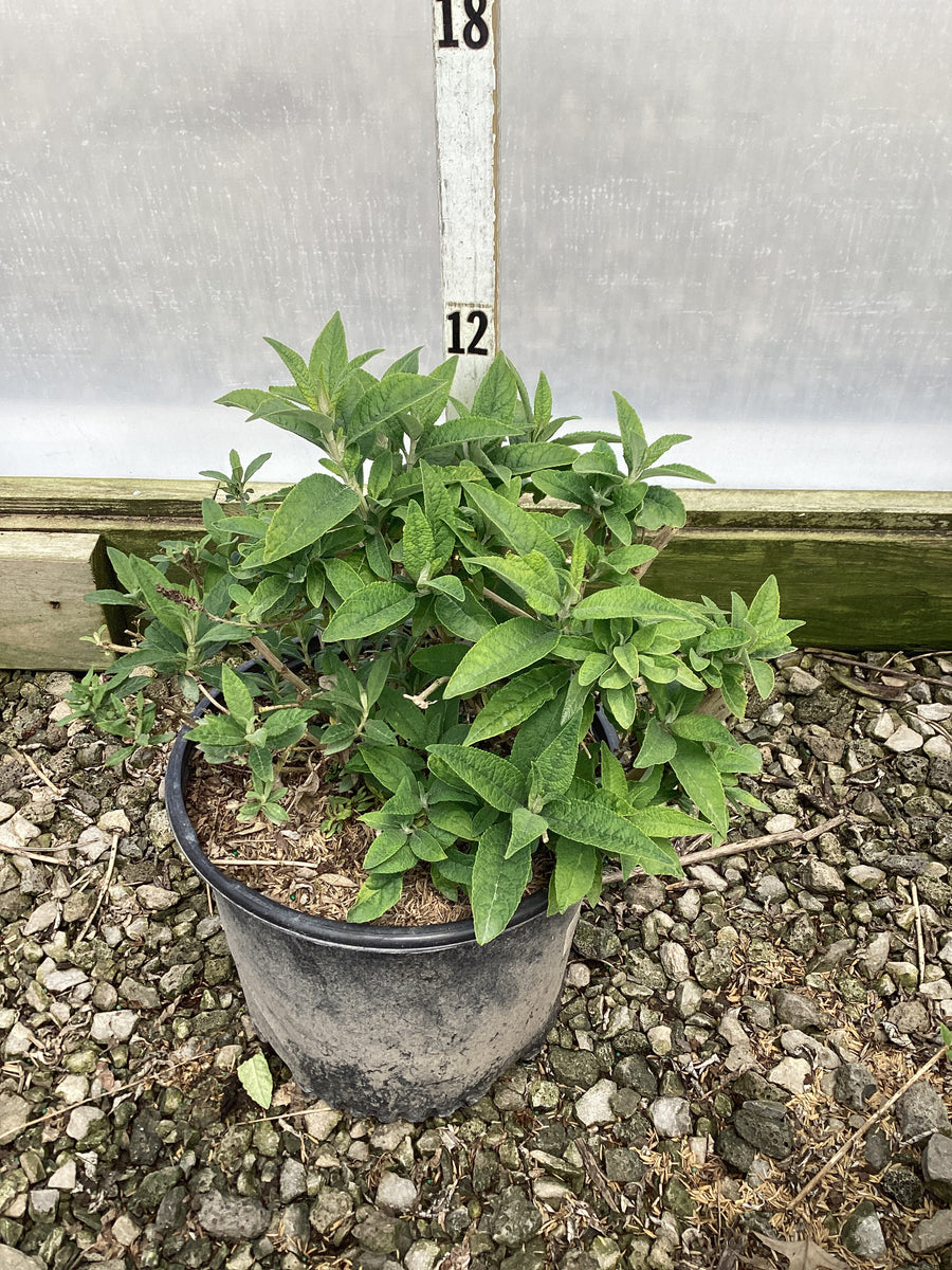 Buddleia davidii 'Butterfly Magic' — G3 3/PER POT