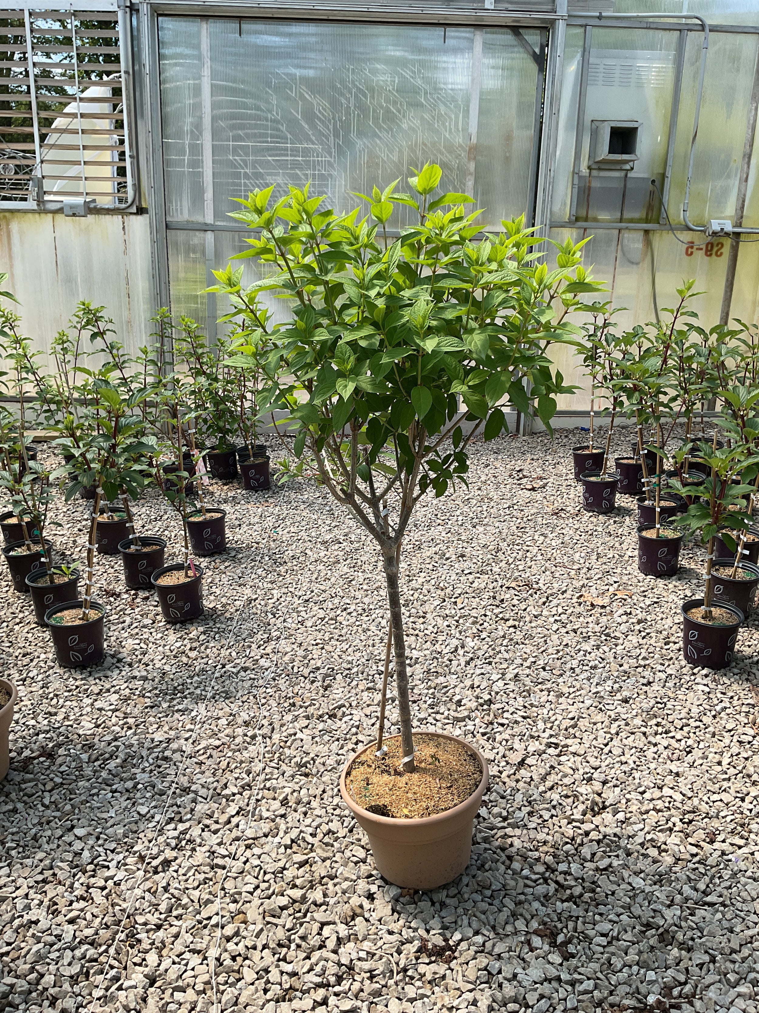Hydrangea paniculata 'Zwijnenburg'