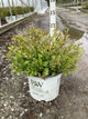 Itea virginica 'Sprich'