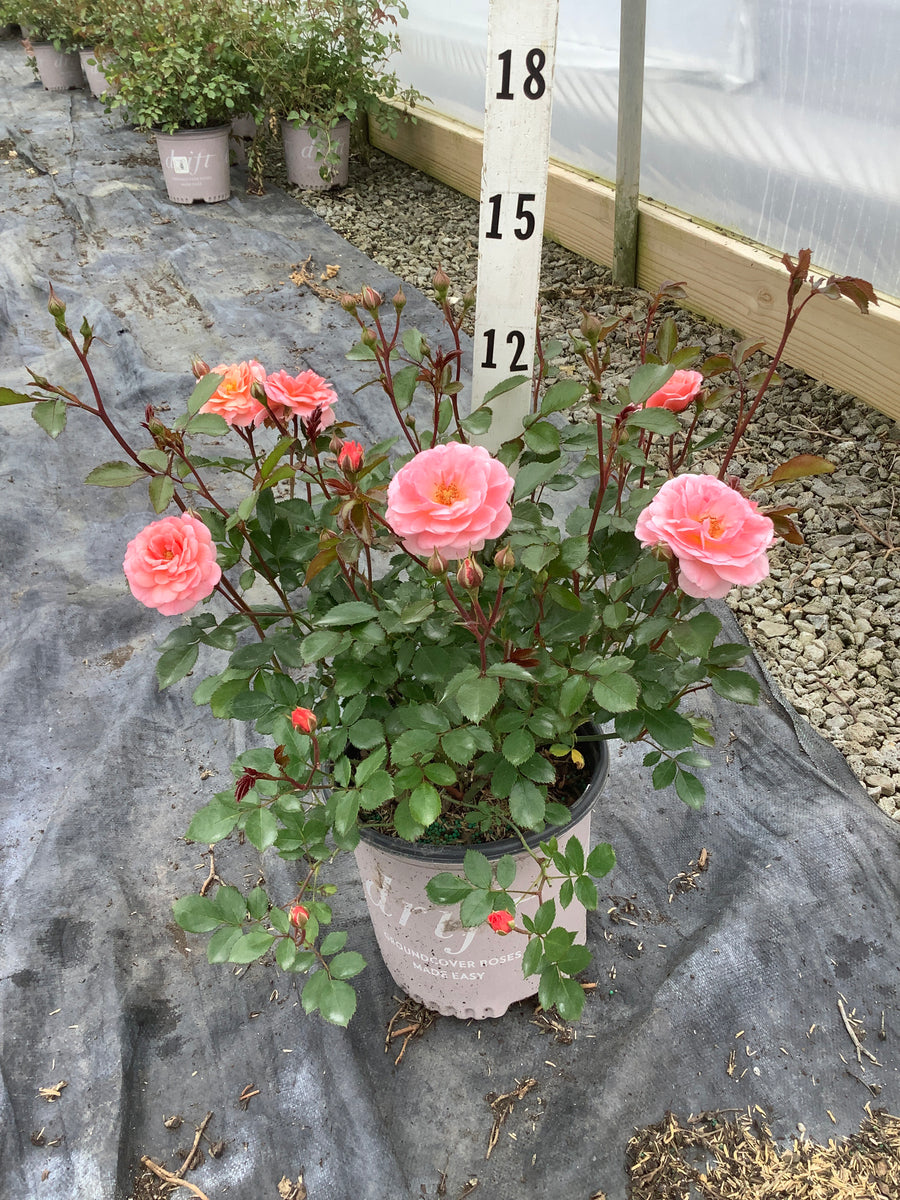 Rosa 'Drift Meimirrote' — 19CM