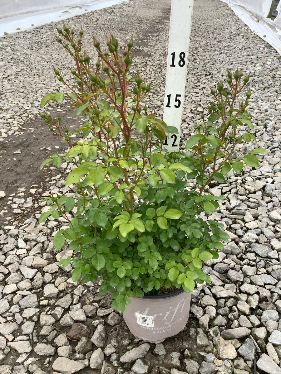 Rosa 'Drift Meiggili' — 19CM